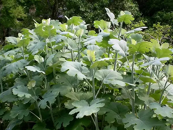 Why Is Macleaya Cordata Extract Popular in Animal Nutrition?